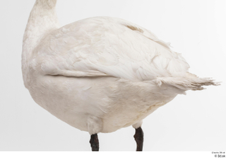 Mute swan whole body wing 0002.jpg